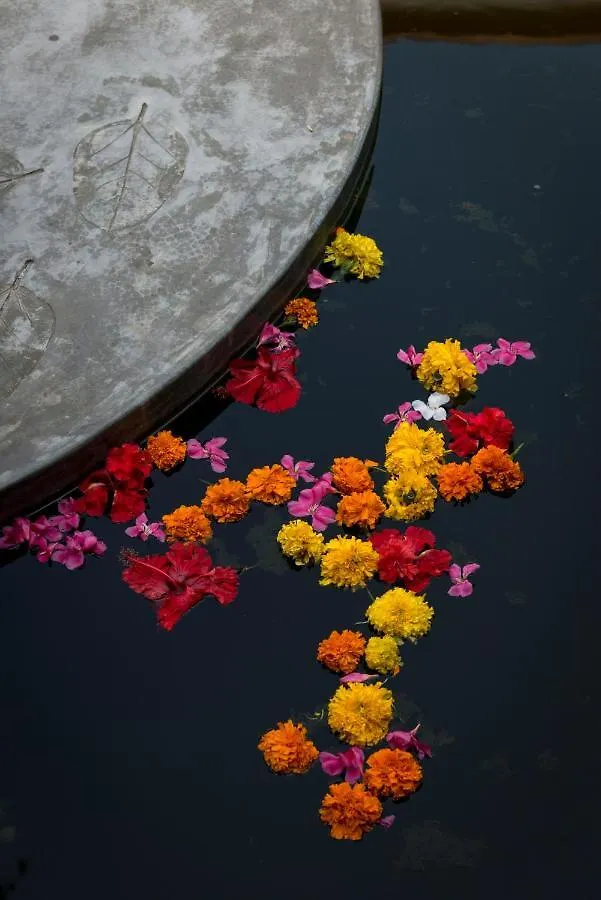 Purity At Lake Vembanad Mararikulam India